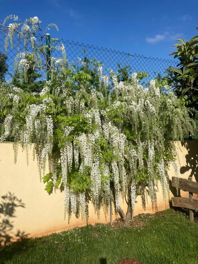 Quinta Da Sobreira Bed & Breakfast Salir de Matos Екстериор снимка